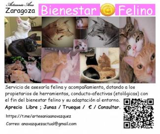 Bienestar Felino