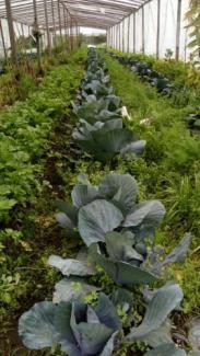 Verduras en las quintas 