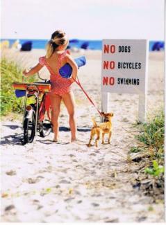 No dogs