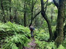 Por el sendero forestal laurisilva