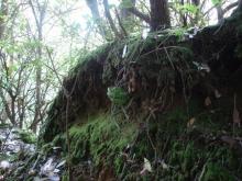 Camino con árboles, y un animal escondido