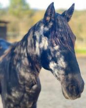 Caballo feliz