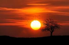 Atardecer con árbol