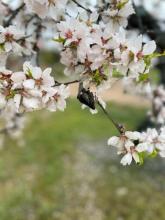 Flor de almendro